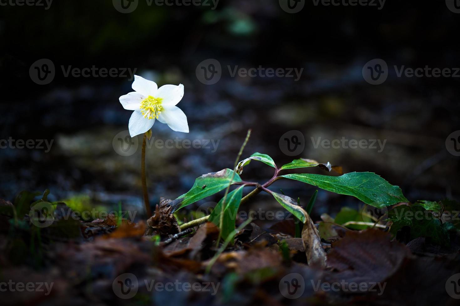 helleborus niger fleur blanche photo