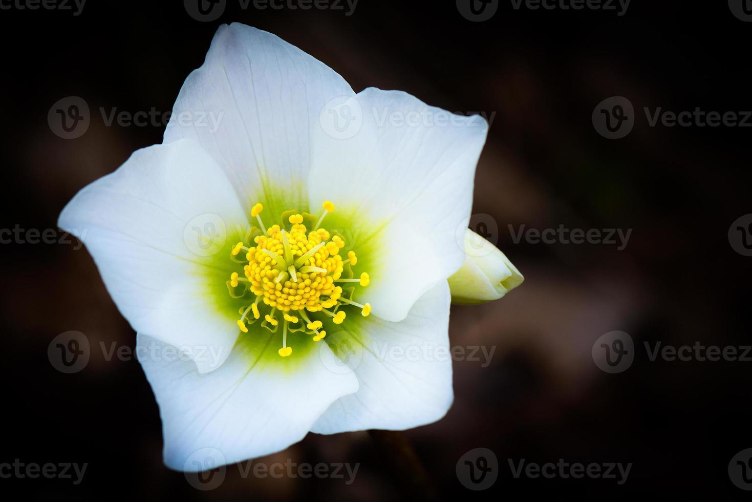 helleborus niger fleur blanche photo
