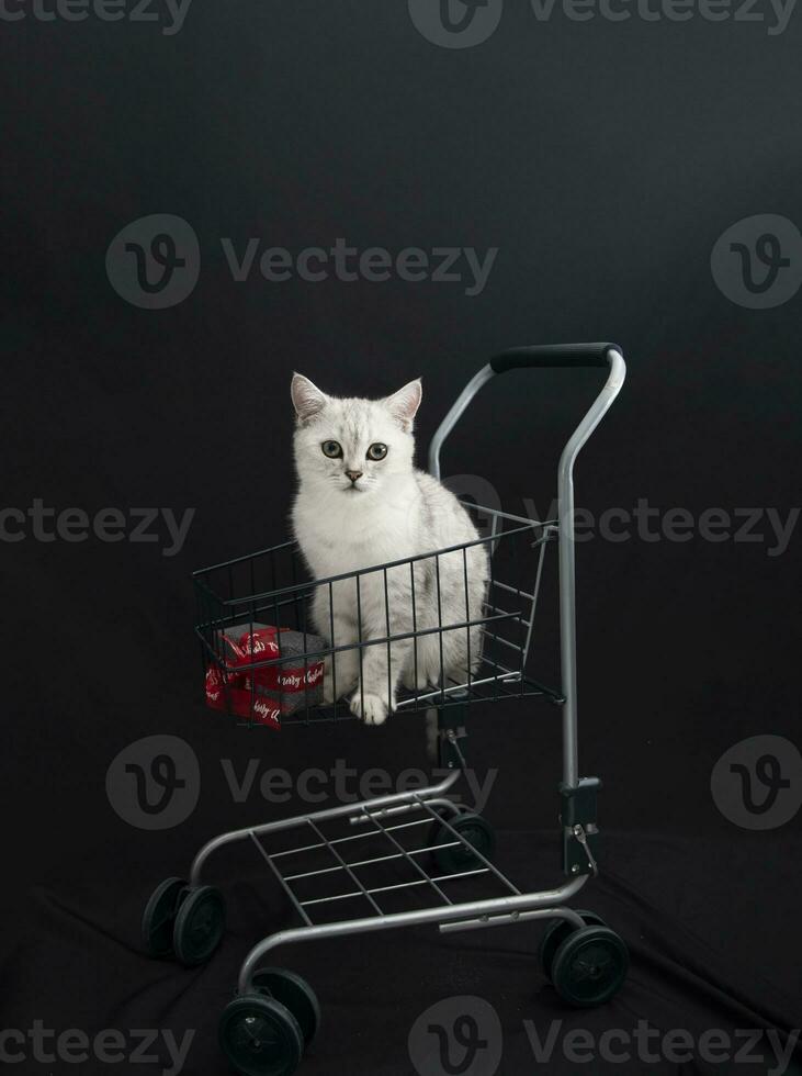 petit Écossais chaton dans une achats Chariot le long de avec Noël cadeau des boites photo