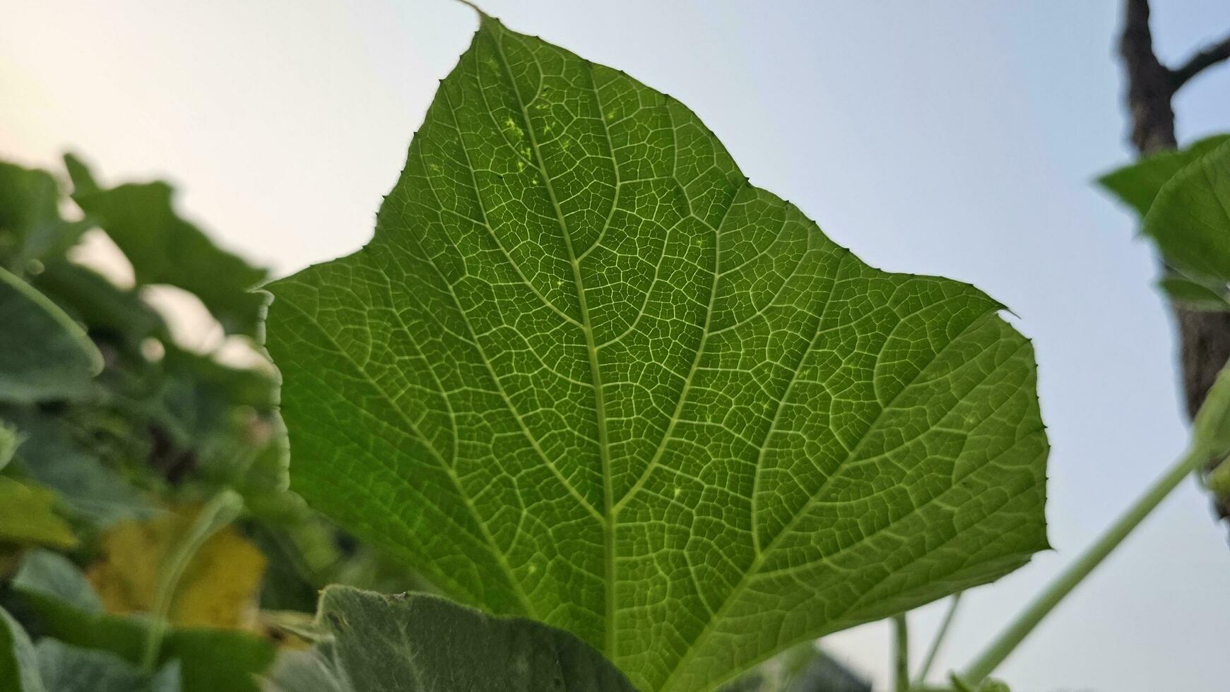 une proche en haut image de vert arrière feuille de légume plante. photo