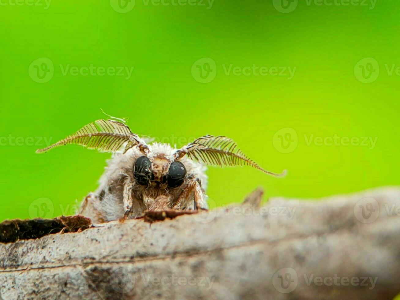 fermer de une terrifiant arachnide dans la nature photo