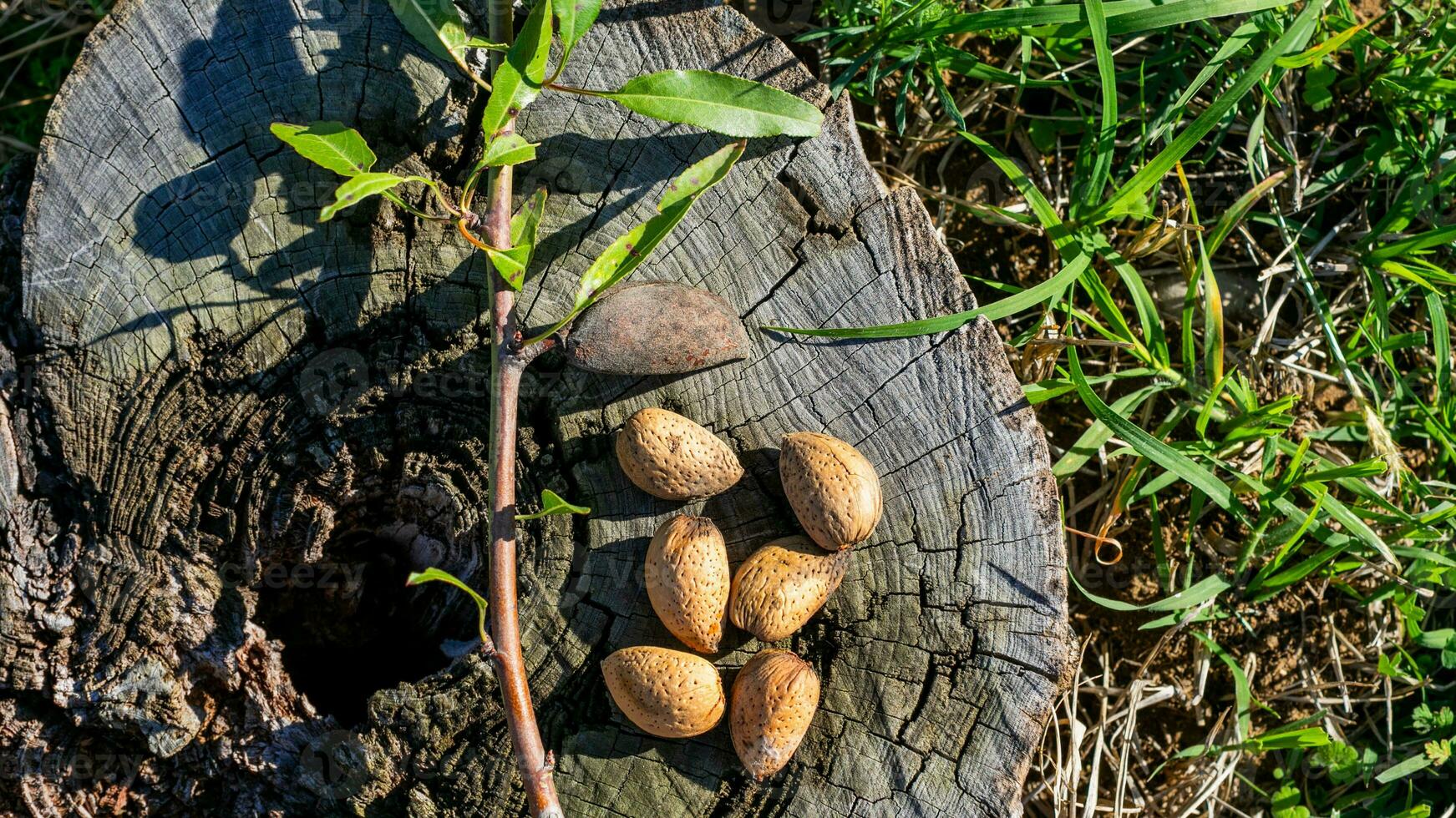 ai généré amandes et Nouveau feuilles natures cycle photo