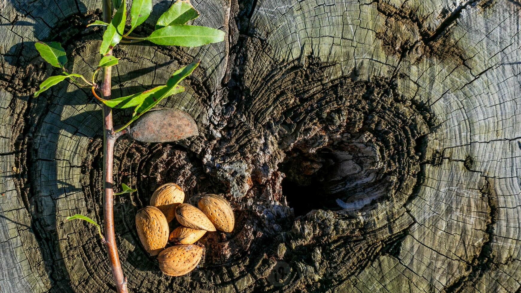 ai généré amandes et jeune arbre régénération symbolisme photo