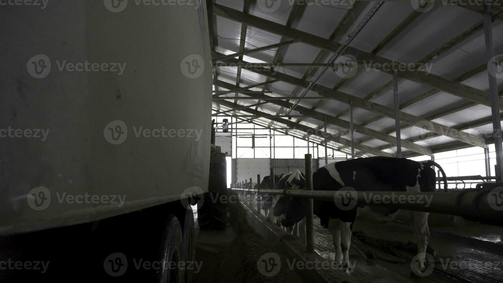 tracteur avec bande annonce distribue fourrages à vaches à une cultiver, agriculture concept. images. vaches alimentation processus à le moderne, Lait ferme avec une tracteur conduite dans ferme Grange. photo