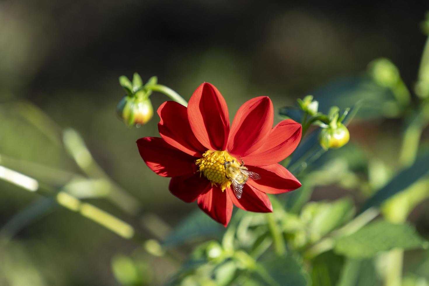 fond de gros plan de fleurs de chrysanthème photo