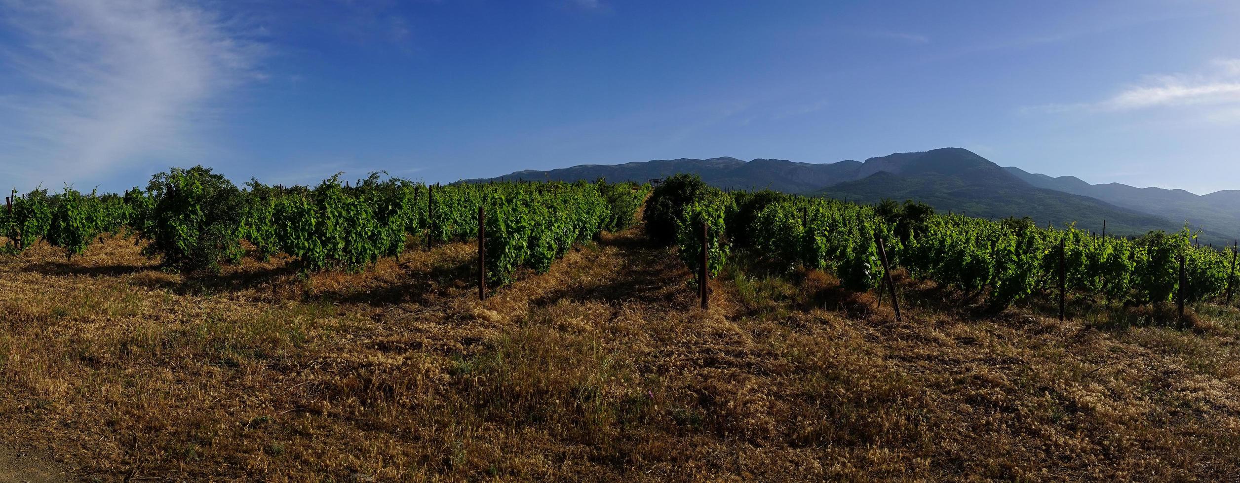 le paysage naturel des vignobles de Crimée. photo