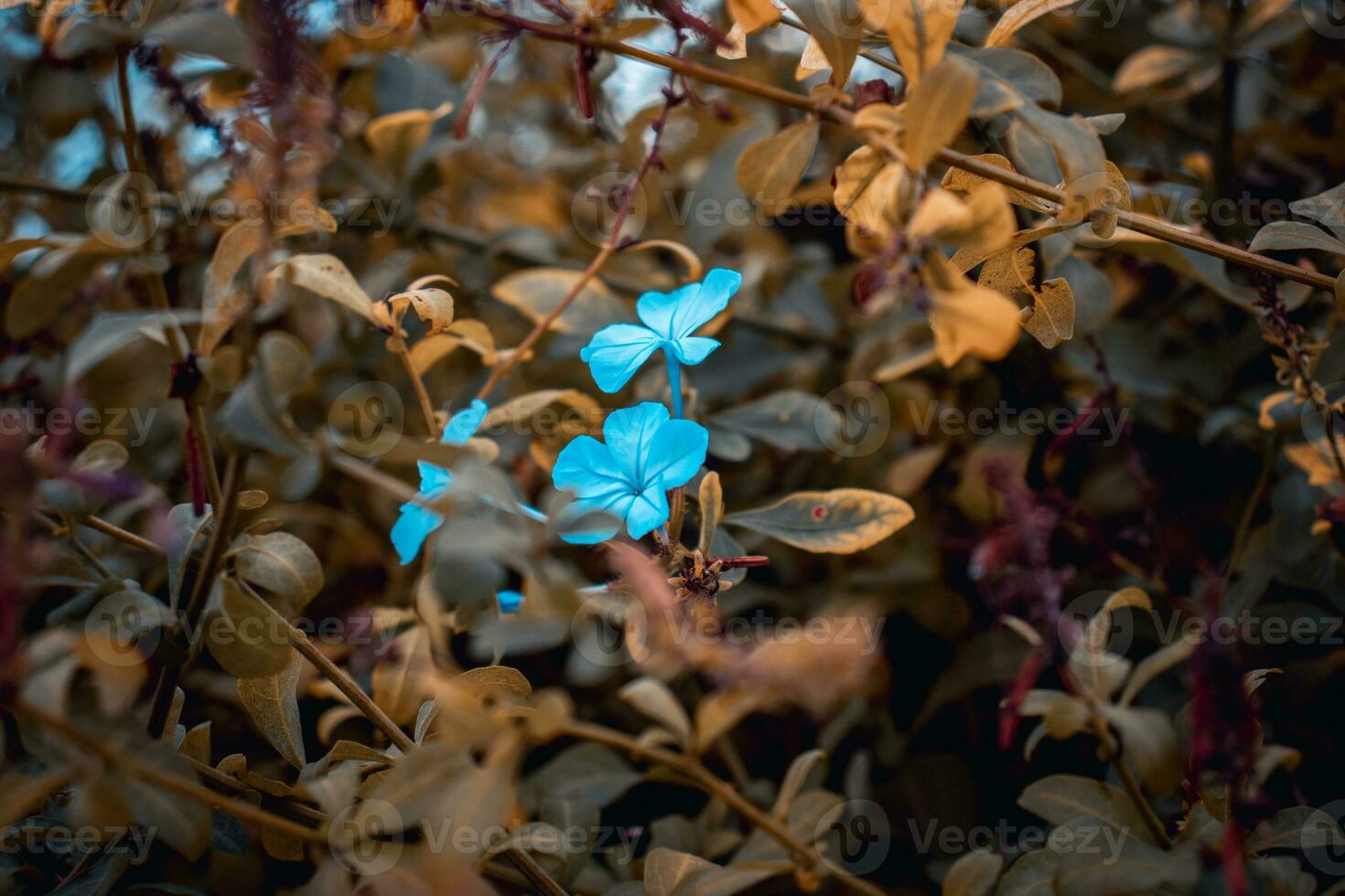 proche en haut bleu plombagine Prairie fleurs sauvages. campagne à l'automne saison. jardin fleur Matin. photo