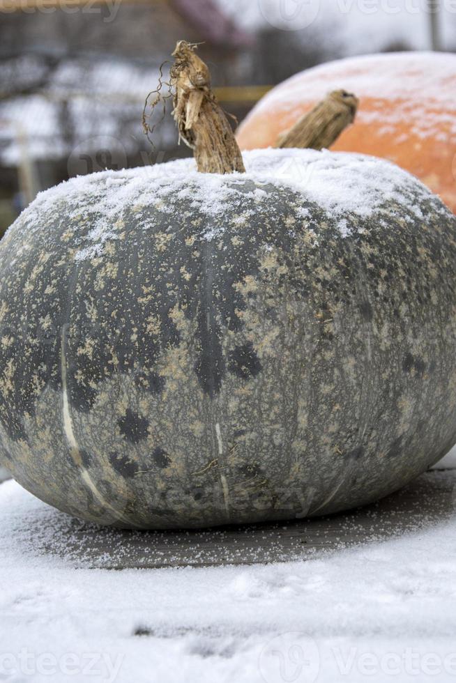 énormes citrouilles dans le gros plan de neige. fond enneigé vertical hiver. photo