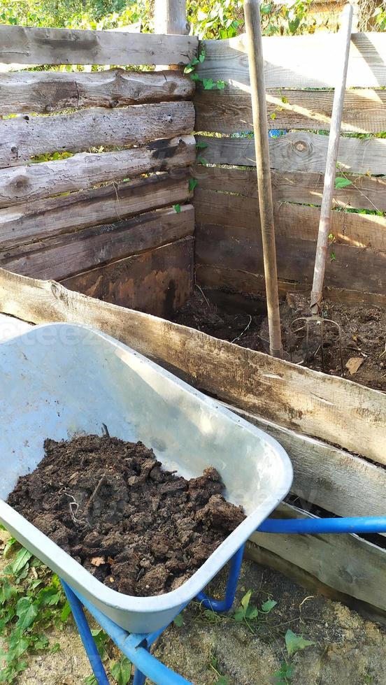 humus dans une brouette. compost de nettoyage dans le jardin. transporter le fumier dans un chariot de jardin jusqu'au tas de compost. photo