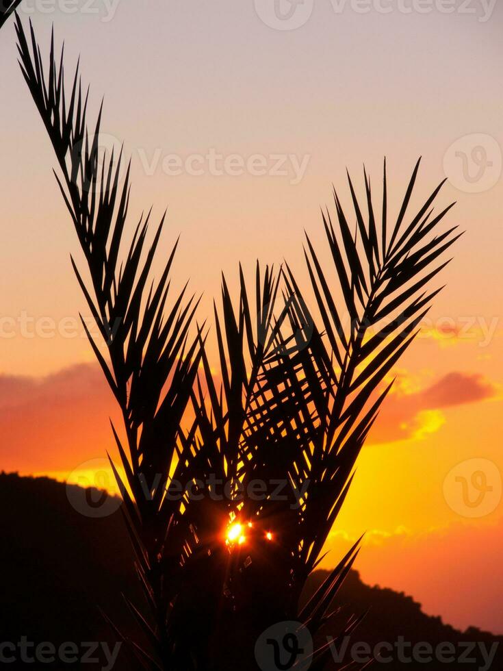 une paume arbre avec une le coucher du soleil dans le Contexte photo