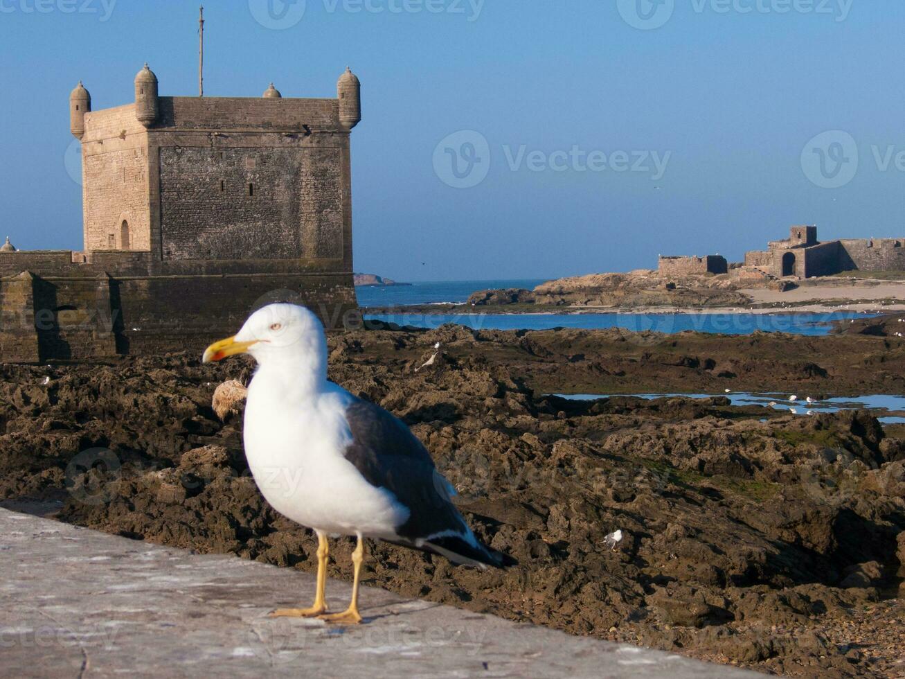 une oiseau permanent sur une pierre mur photo