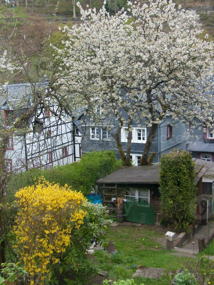 une arbre avec blanc fleurs photo