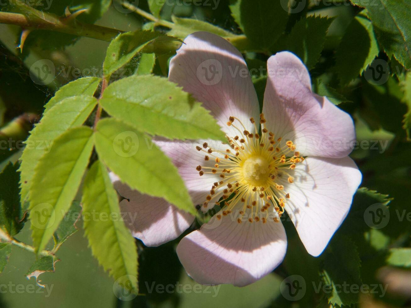 une rose fleur avec Jaune centres photo