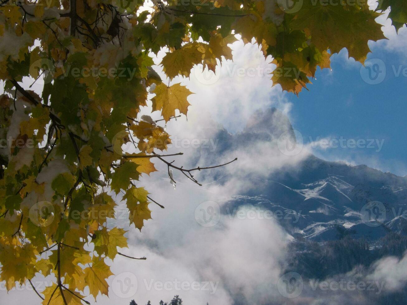 l'automne feuilles sur une arbre branche dans de face de une Montagne photo