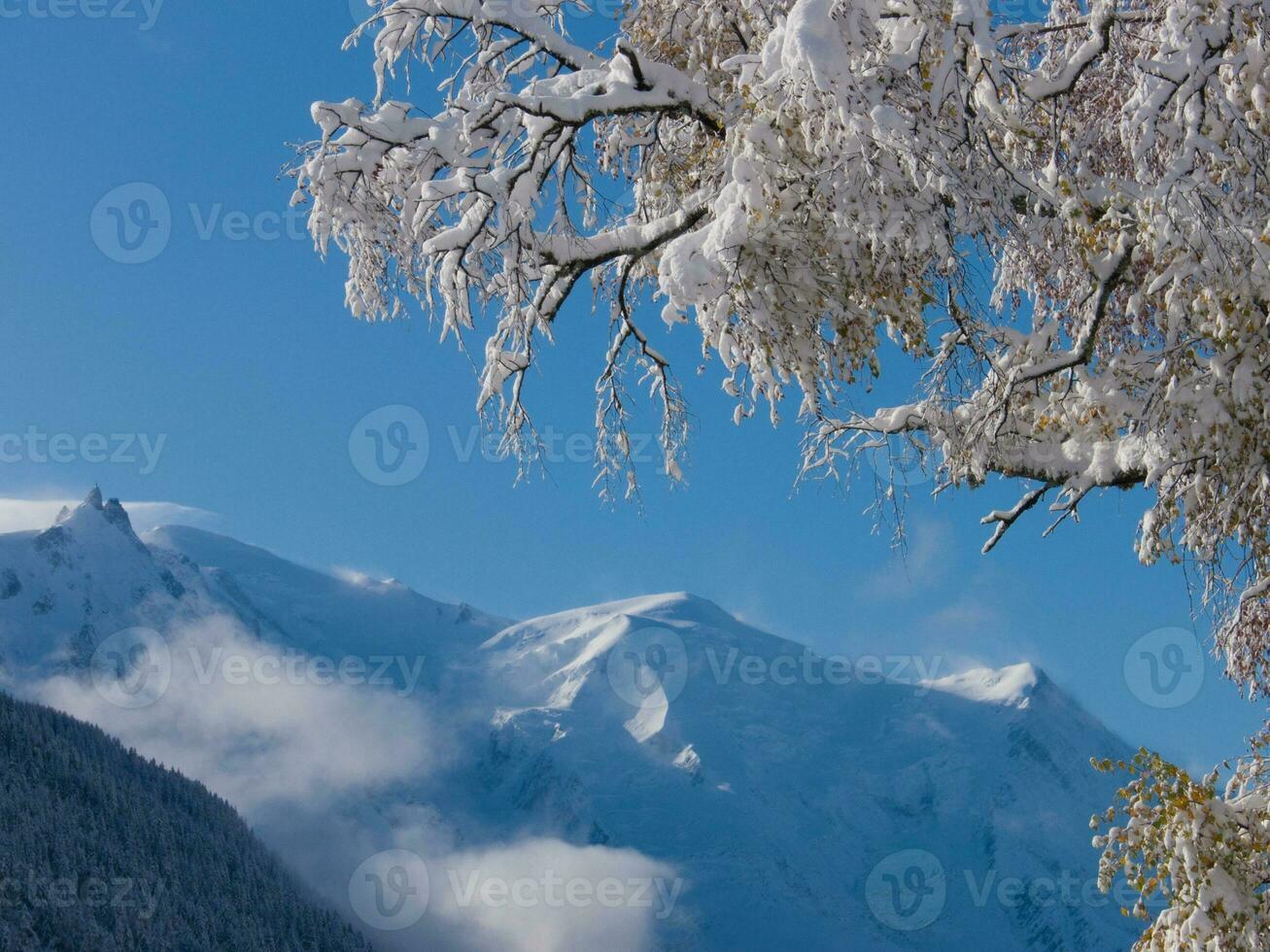 une arbre avec neige sur il photo