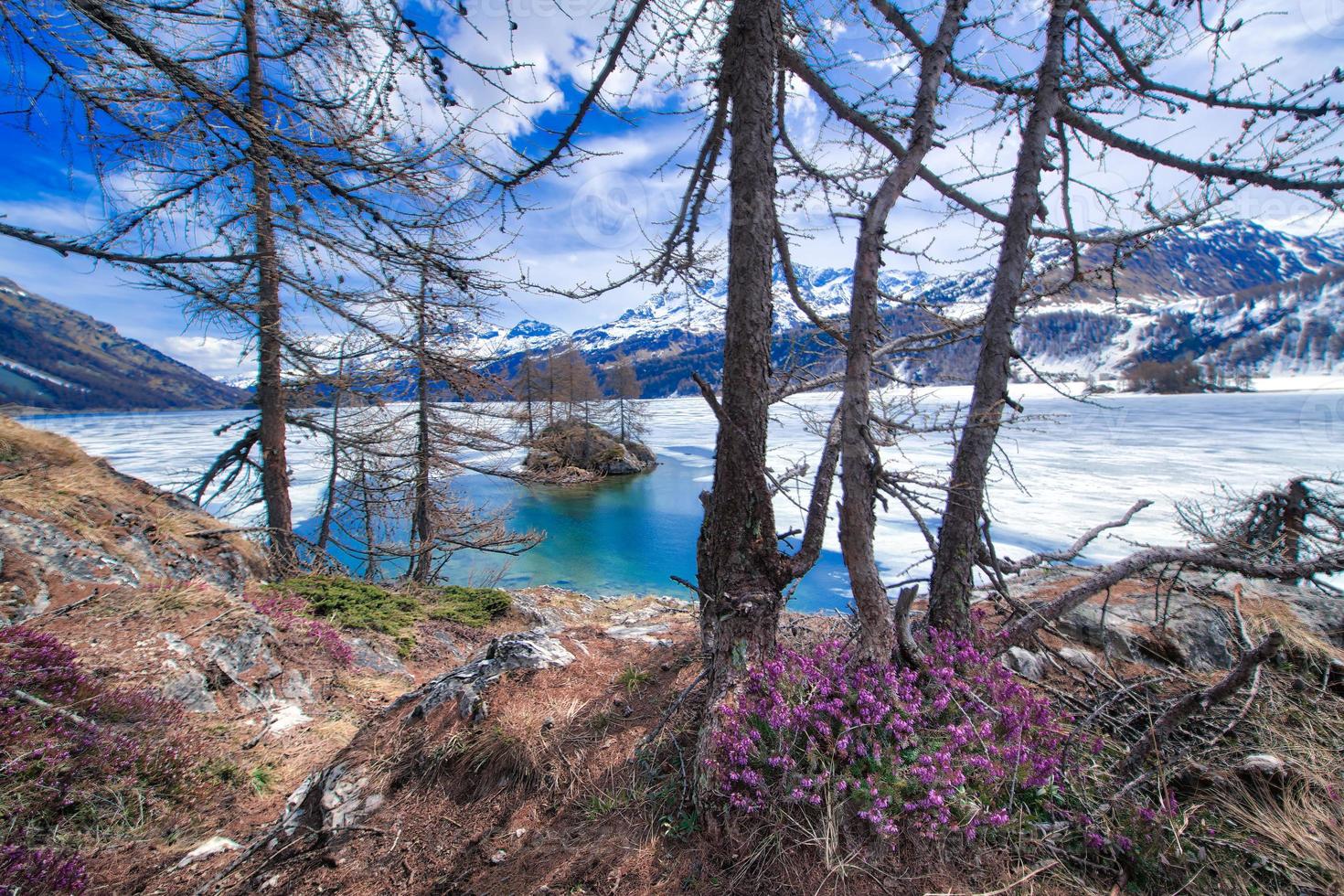 dégel en haute montagne avec des fleurs printanières et un lac à moitié gelé, vallée de l'engadine près de sankt moritz photo