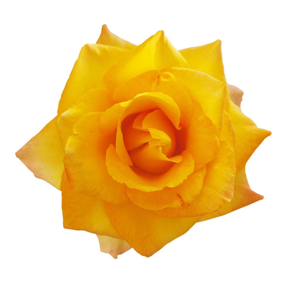 roses jaunes fleuries photo