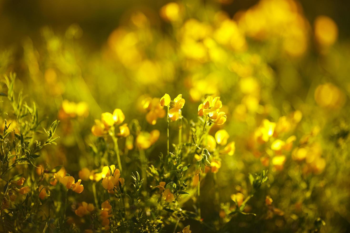 fleurs jaunes dans les rayons du soleil du soir photo