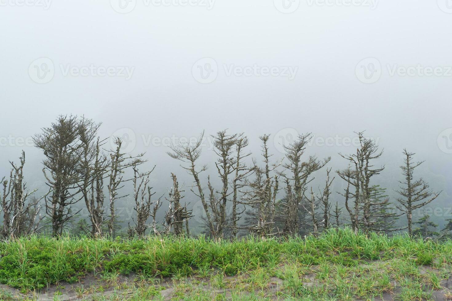 brumeux côtier paysage avec nain des arbres sur le pacifique côte de le kuril îles photo