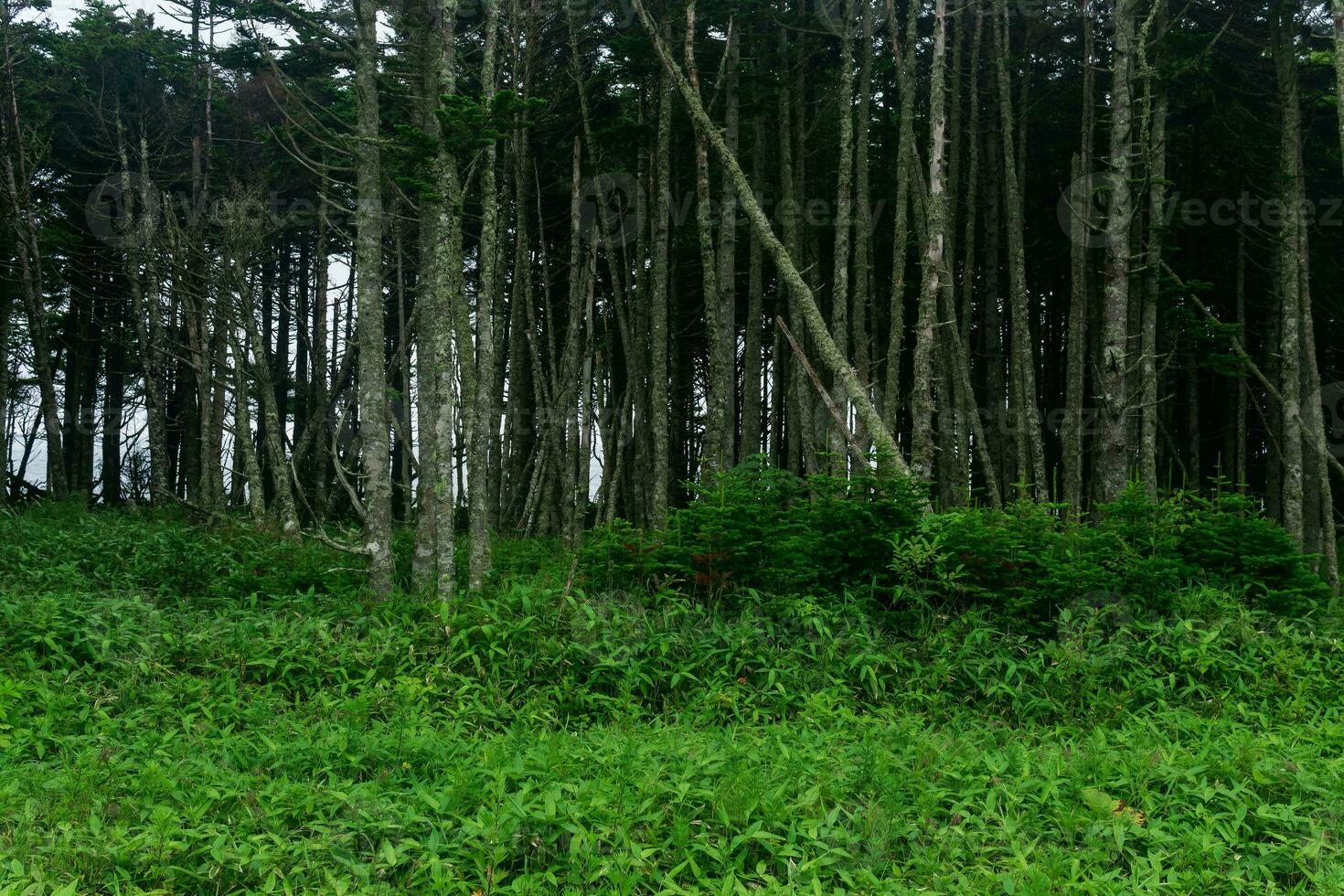 côtier forêt avec brise-vent et nain bambou broussailles sur le pacifique côte, kuril îles photo