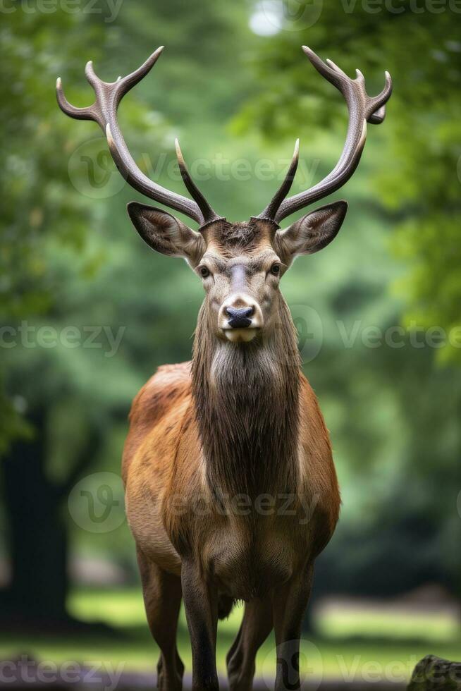 ai généré proche en haut de rouge cerf cerf. ai généré photo