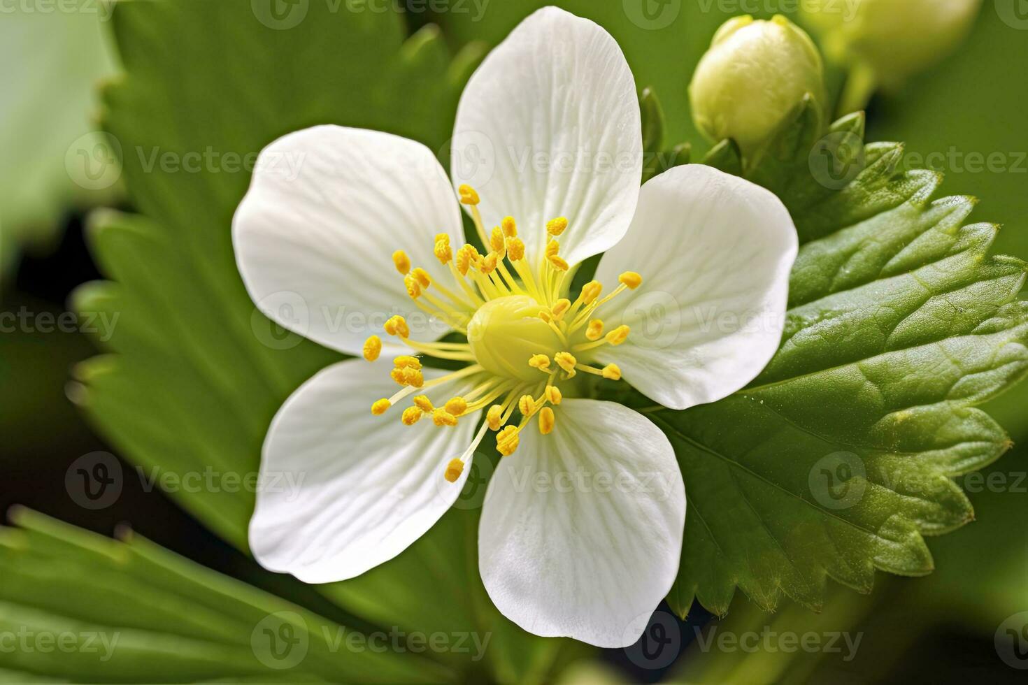 ai généré fraise fleur. ai généré photo