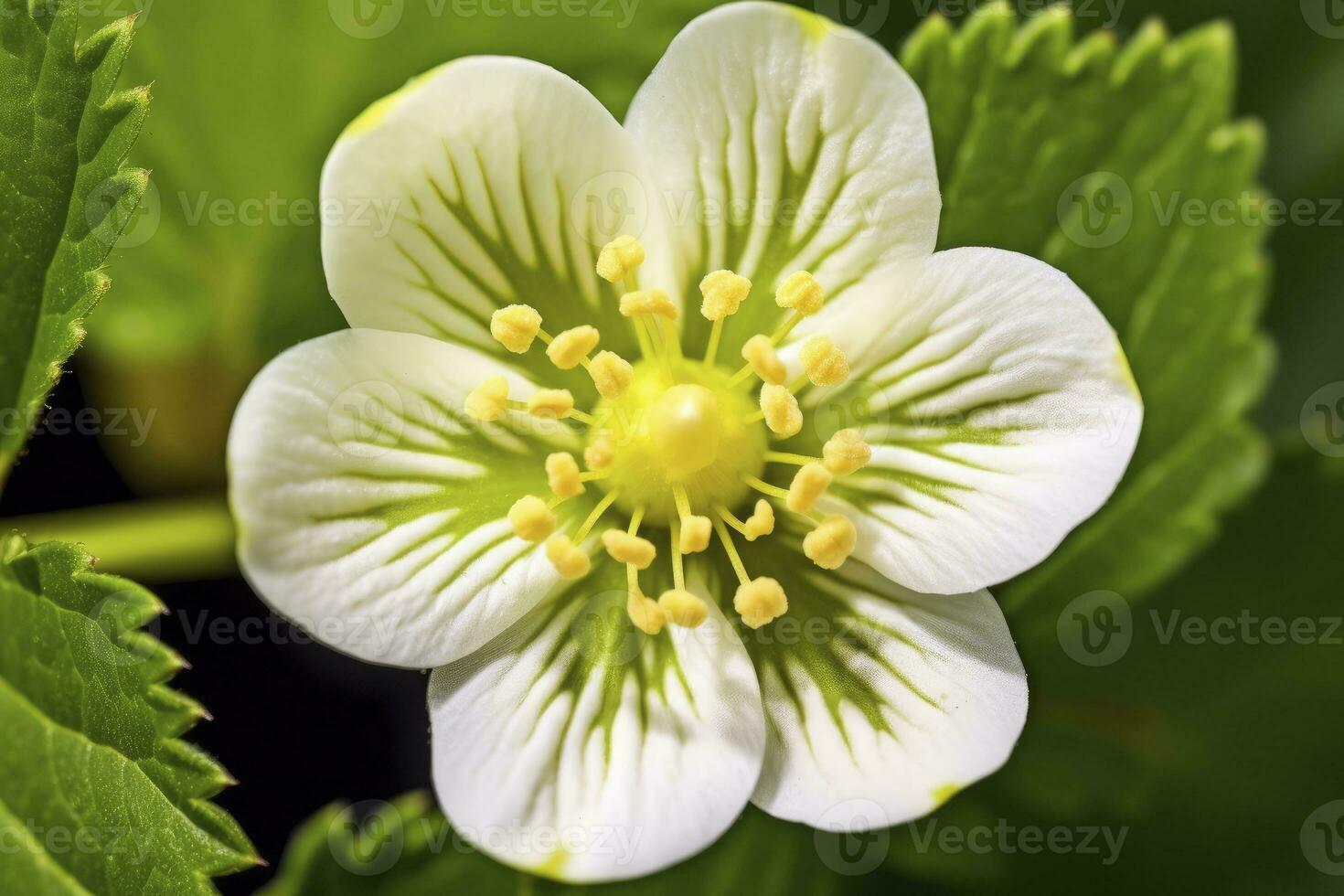 ai généré fraise fleur. ai généré photo