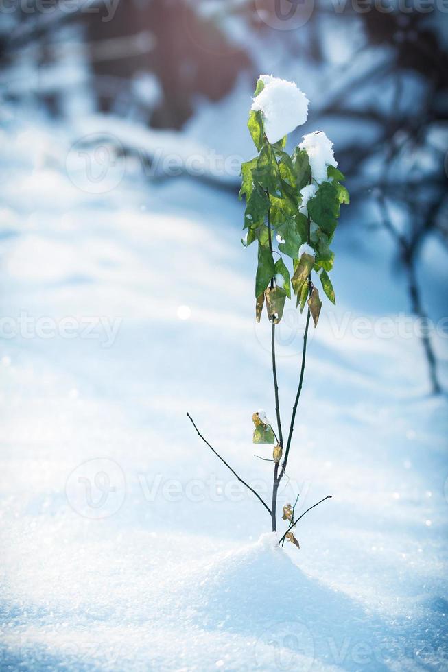 gel et neige sur les buissons de la forêt sèche photo