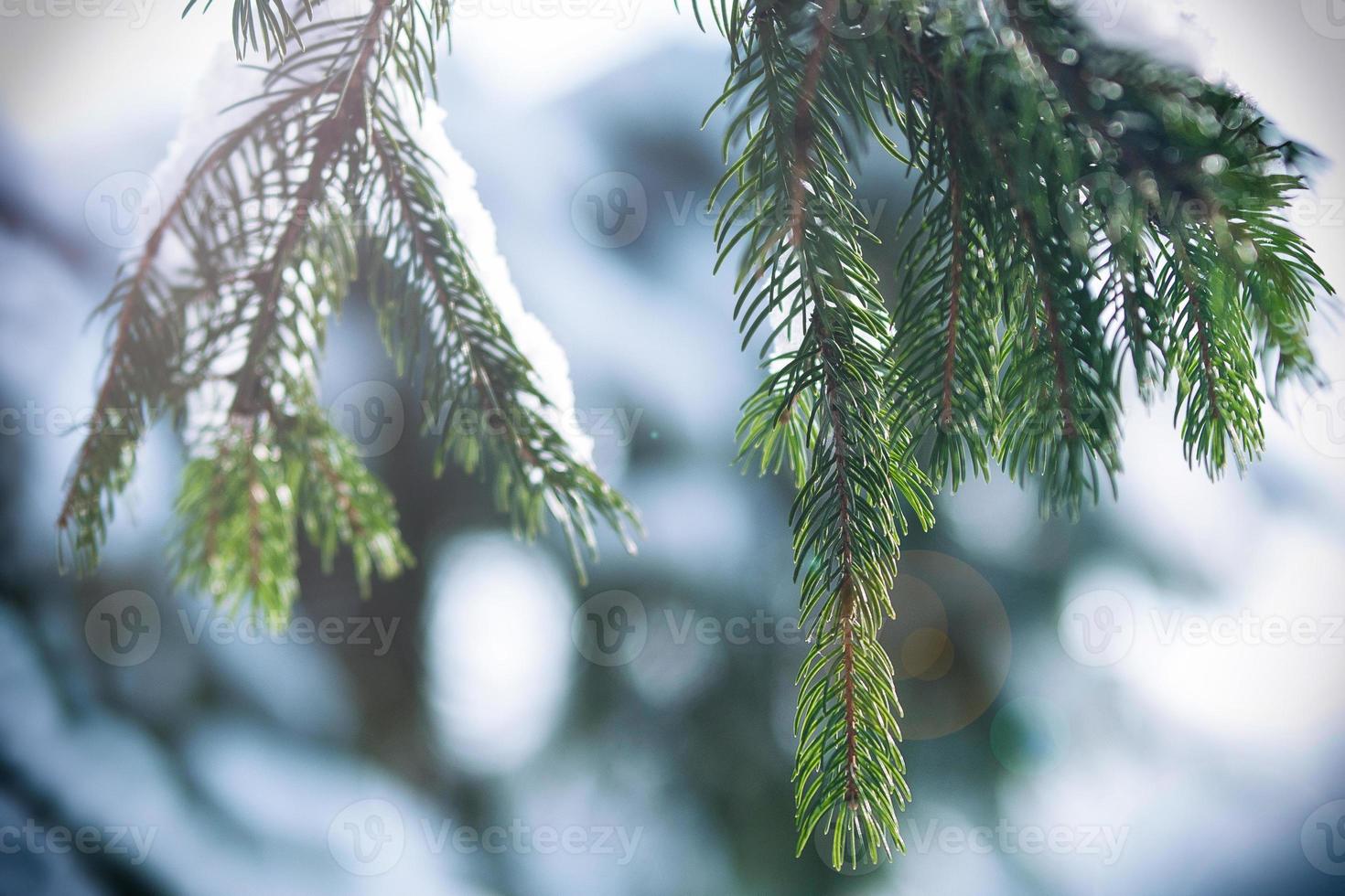 givre et neige sur les aiguilles vertes des sapins photo