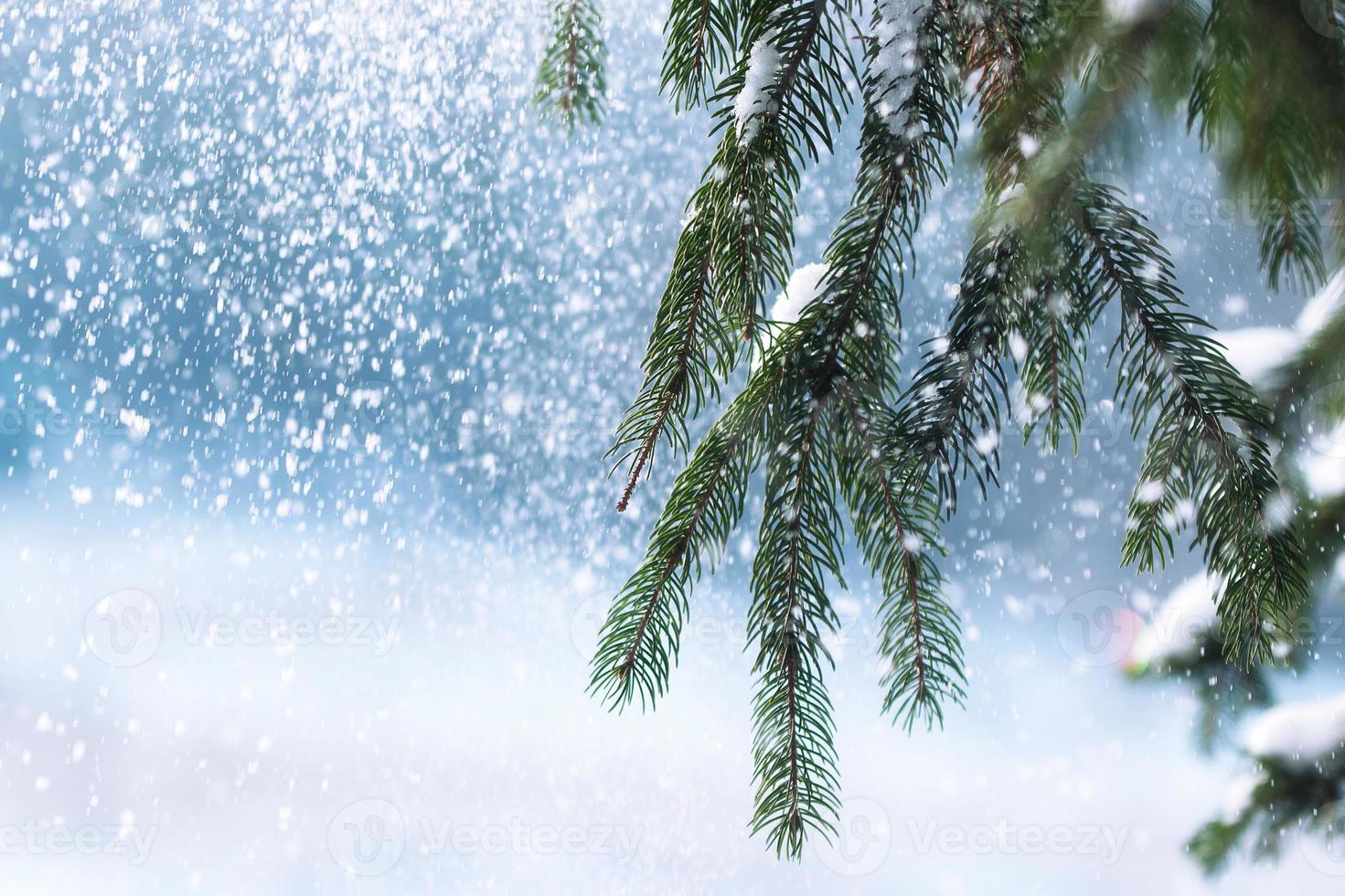 givre et neige sur les aiguilles vertes des sapins photo