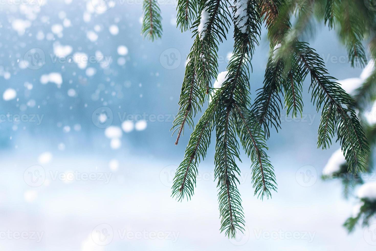 givre et neige sur les aiguilles vertes des sapins photo