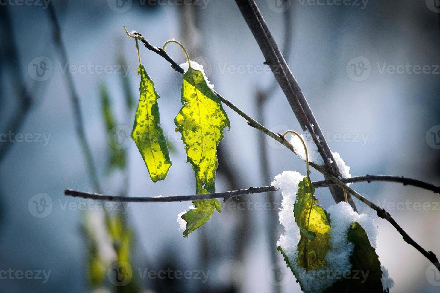 gel et neige sur les buissons de la forêt sèche photo