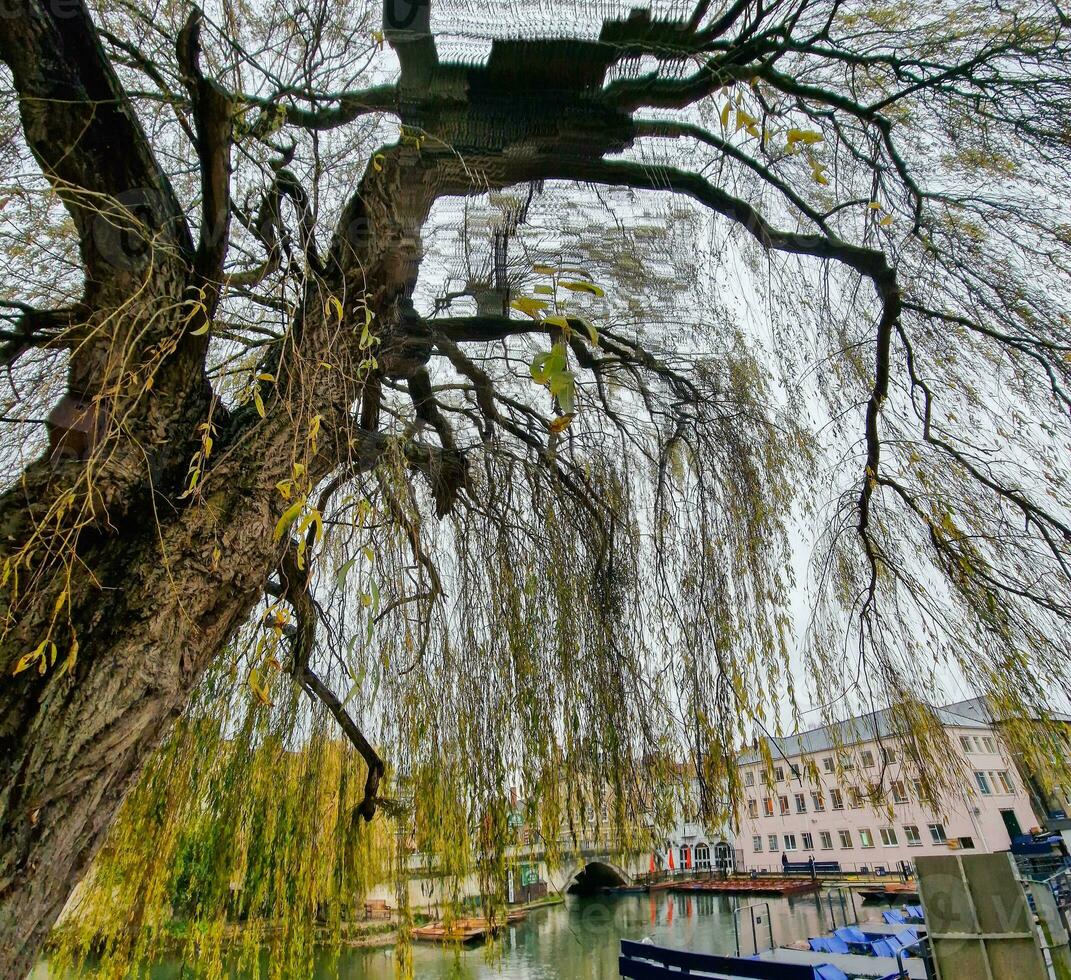 rivière came avec amarré bottés dans Cambridge, Angleterre vu derrière le branches de une magnifique arbre. photo