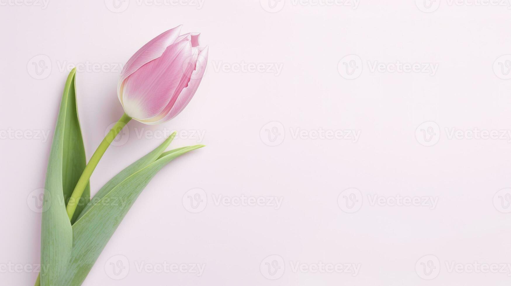 ai généré rose tulipe fleurs sur blanc Contexte photo