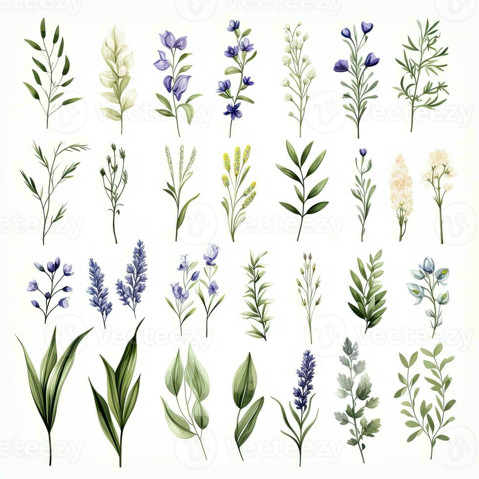 ai généré collection de aquarelle herbes clipart sur blanc Contexte. ai généré photo