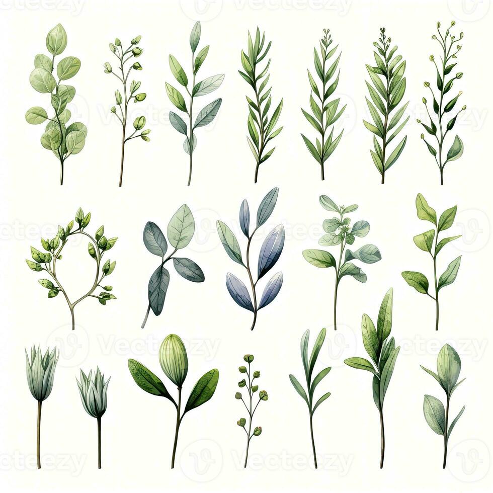 ai généré collection de aquarelle herbes clipart sur blanc Contexte. ai généré photo