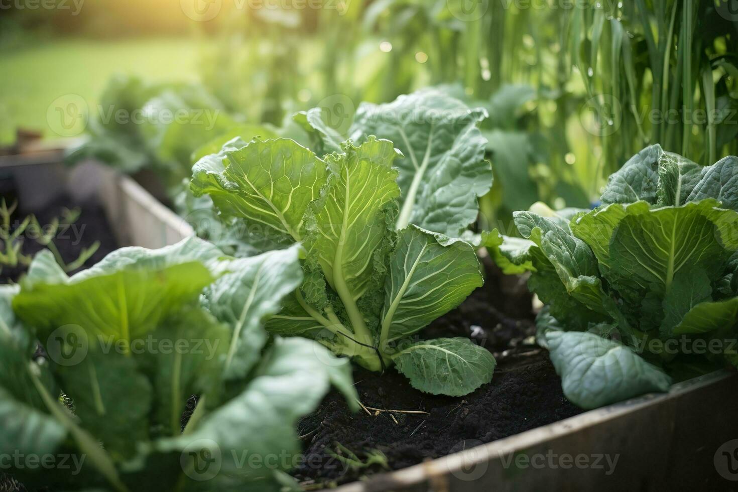 ai généré Frais biologique Bruxelles choux croissance dans le jardin. croissance posséder des fruits, des légumes. ai généré photo