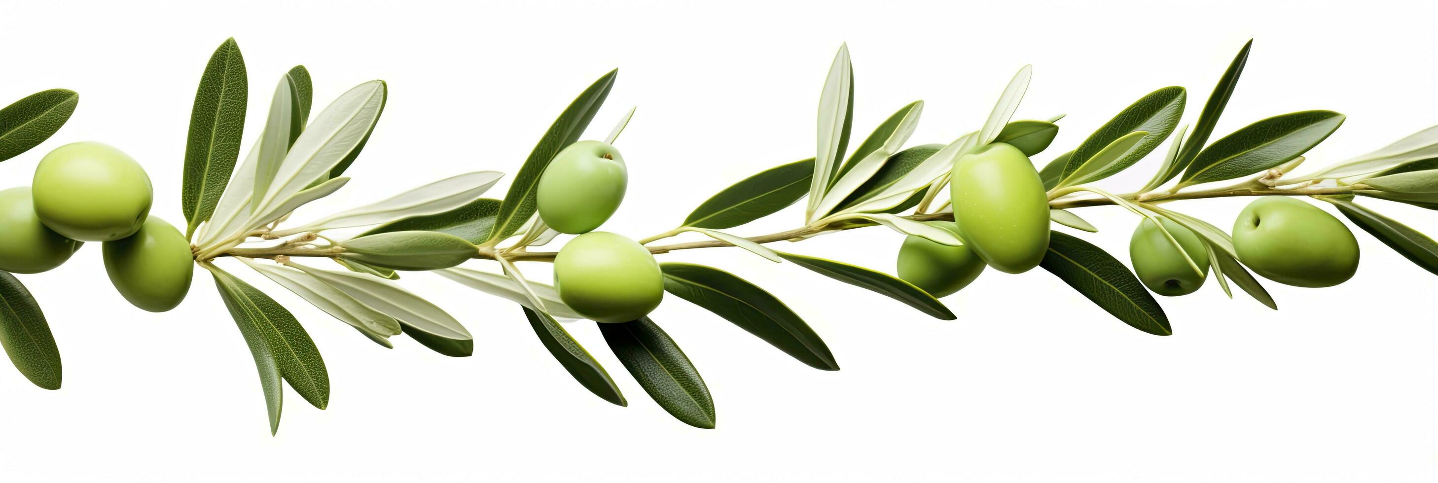 ai généré olive arbre bifurquer, vert Olives et feuilles sur blanc Contexte. ai généré. photo