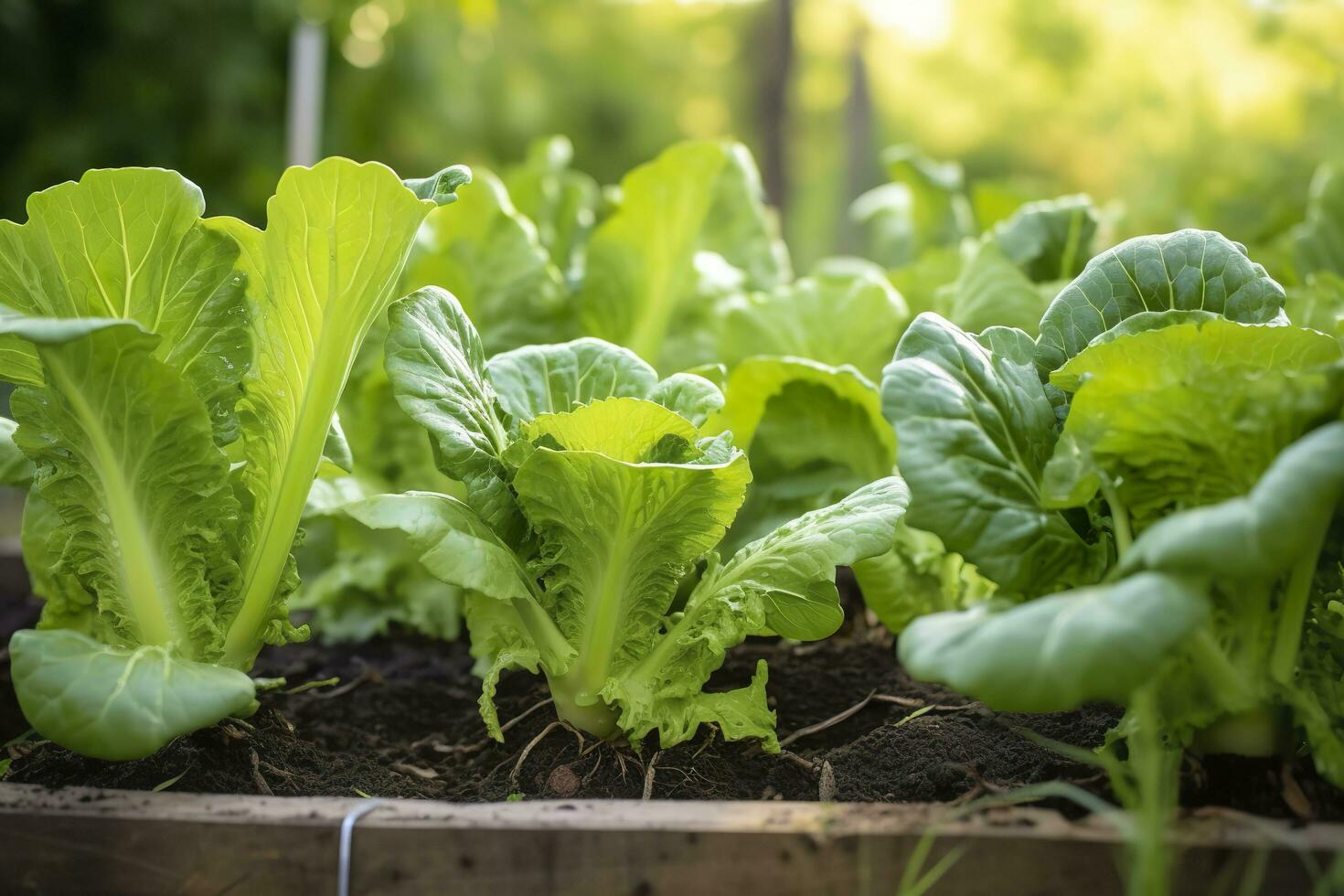 ai généré Frais biologique Bruxelles choux croissance dans le jardin. croissance posséder des fruits, des légumes. ai généré photo