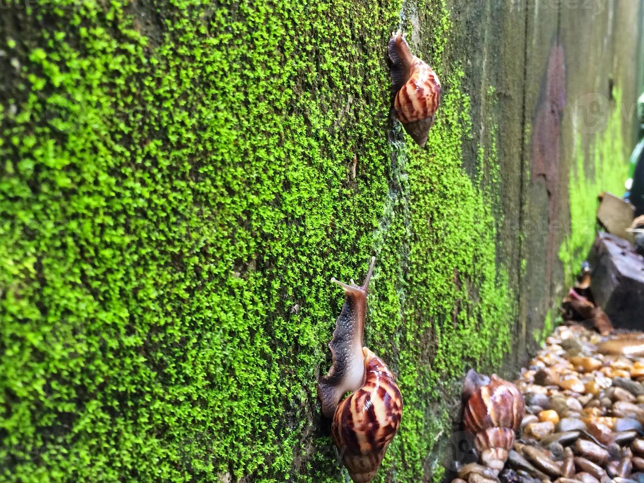 escargots géants africains photo