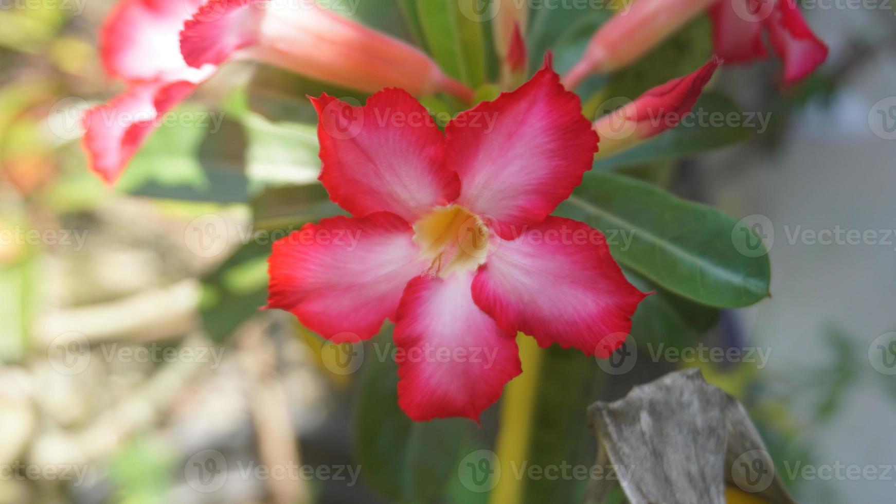 les fleurs fleurissent dans le jardin photo