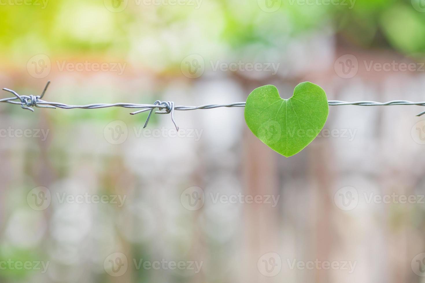 une feuille en forme de coeur sur le fil de fer barbelé. un symbole de maladie cardiaque, de cœur brisé ou de problèmes de santé liés au cœur. photo