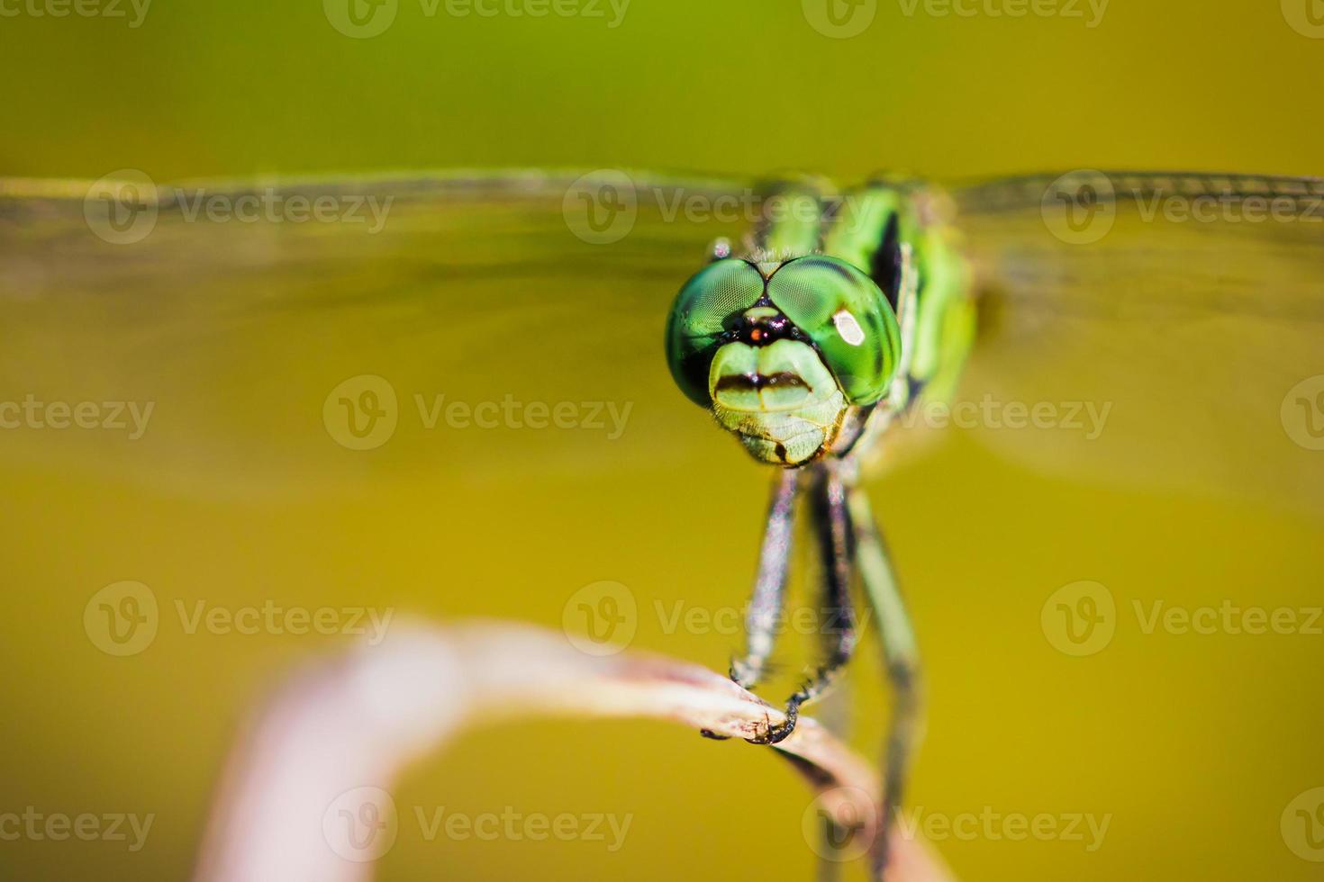 capture de libellule sur le dessus de l'herbe qui est synonyme de calme et de relaxation.image pour fond vert naturel. photo