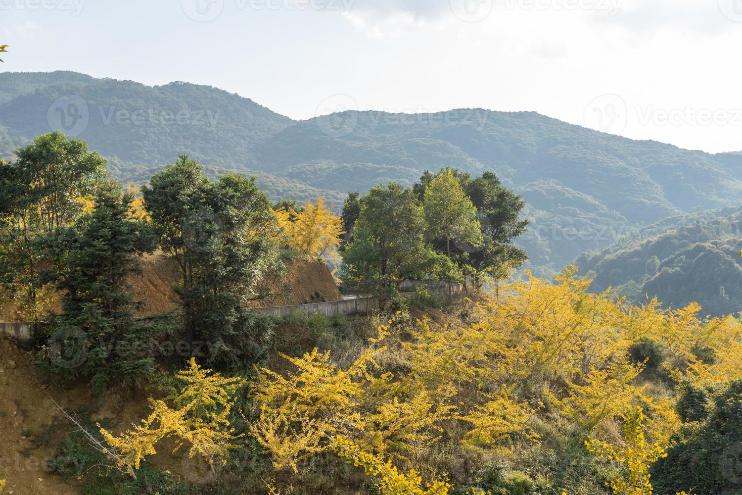les feuilles des arbres de ginkgo sur la colline jaunissent en automne photo
