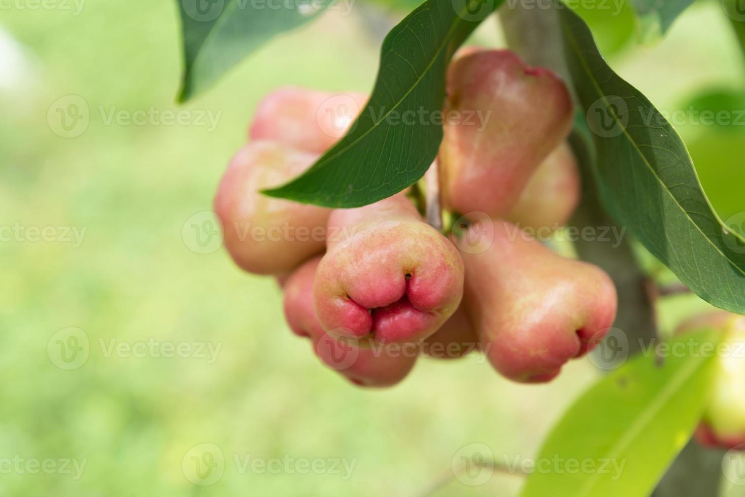 la pomme de cire dans le champ est sur l'arbre photo