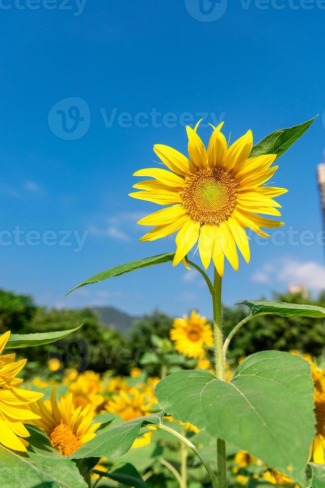 un tournesol jaune en pleine floraison sous le ciel bleu photo