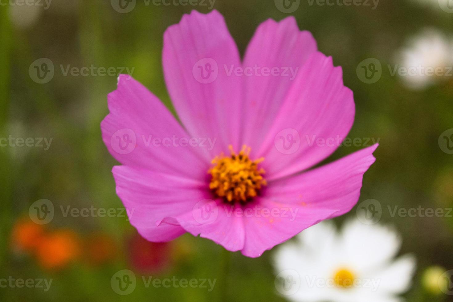 gros plan de belle fleur naturelle photo