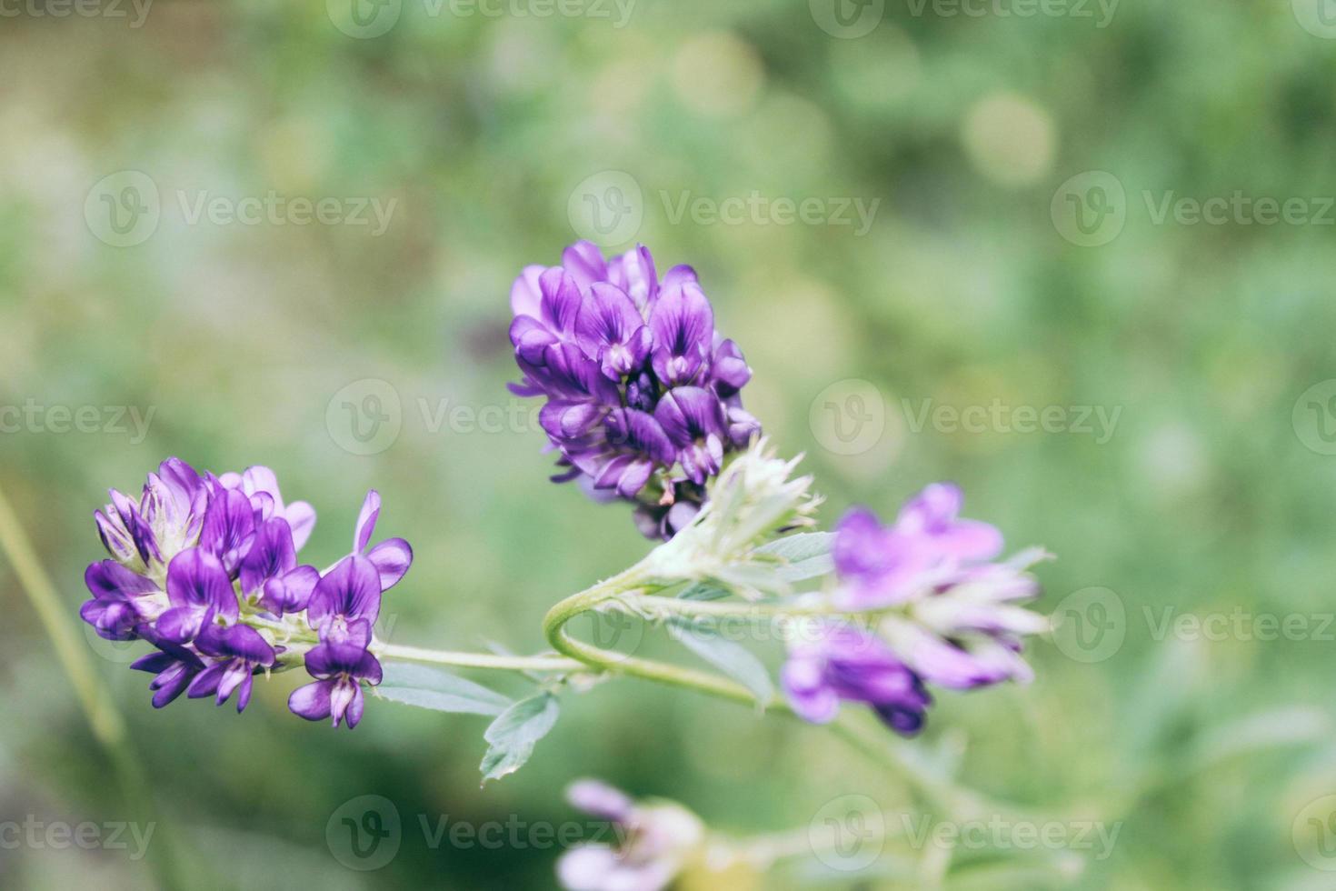 gros plan de belle fleur naturelle photo