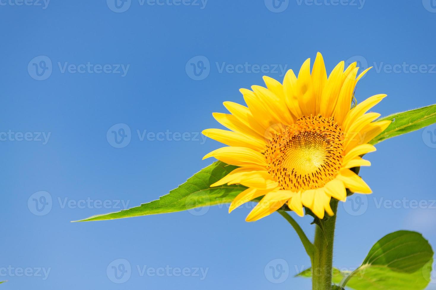 un tournesol jaune en pleine floraison dans le domaine photo