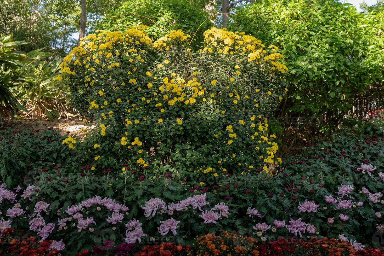 formes faites de toutes sortes de chrysanthèmes photo